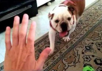 Bulldog Gives Sweet High Five