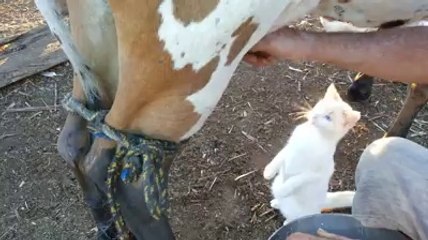 Taze Süt İçin Cambazlık Yapan Kedi | Sayfala.Com