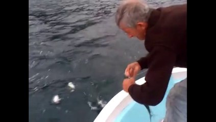 Palamut avı başladı..