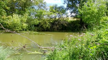 Martin pêcheur et vison du Blau à Malras