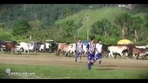 Vacas em campo - EMBRULHA.com