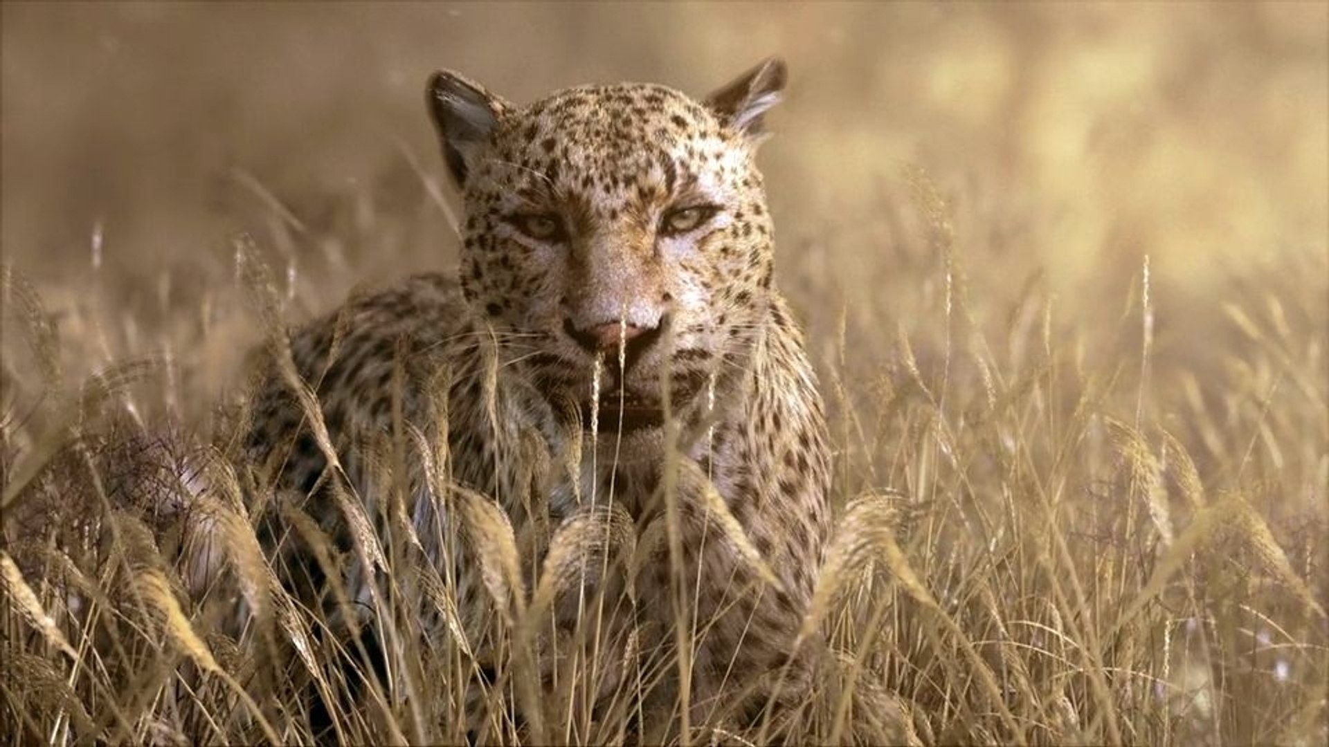 ⁣Leopard Hurt Deer