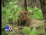 Kuno Wildlife Sanctuary : Ready for Asiatic Lions - Tv9 Gujarati