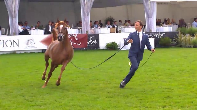 Extraits du Championnat Européen de Chevaux Arabes à Chantilly les 9 et 10 août 2014