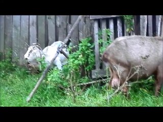 КОЗАЧЬКИ(МАЛЕНЬКОЕ- ХОЗЯЙСТВО)