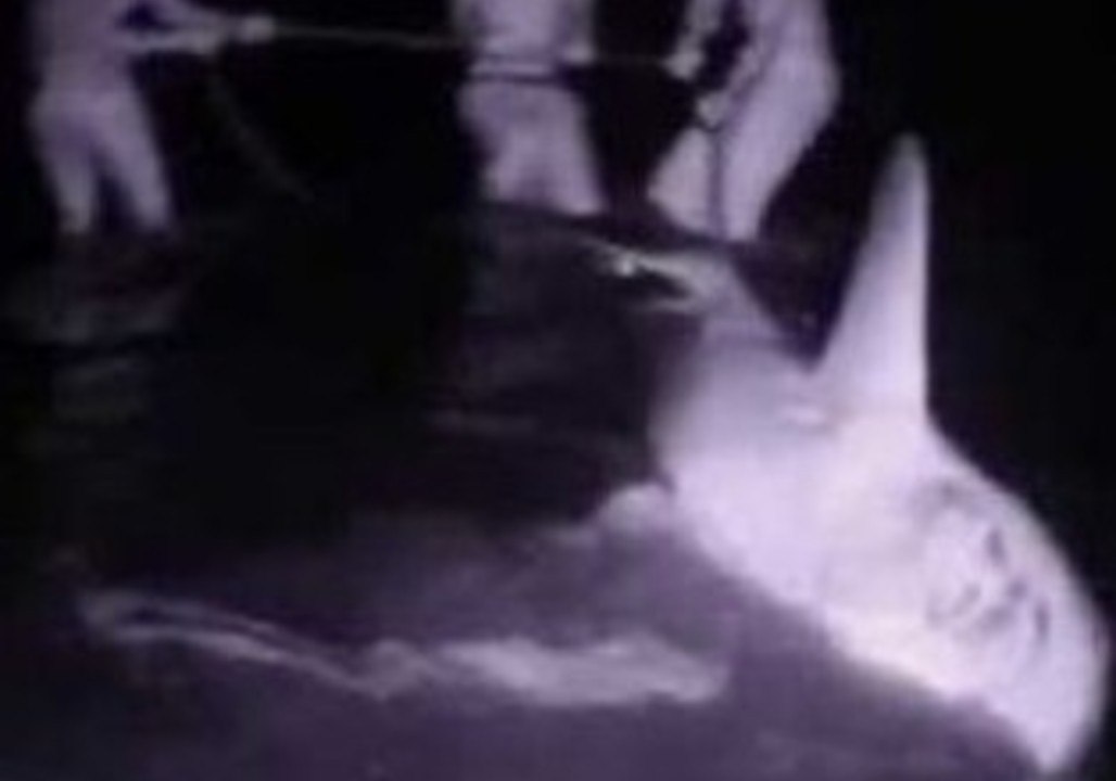 Huge Bull Shark Caught and Pulled Onto Florida Beach