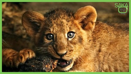 Köpeğin Ödünü Koparan Küçük Aslan