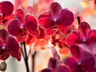 Valse sentimentale Tchaikowsky