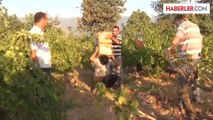 Gaziantep'te üzüm hasadına başlandı