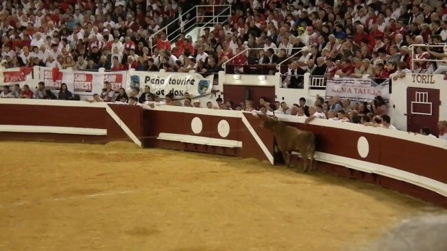 Concours Landais Dax 2014