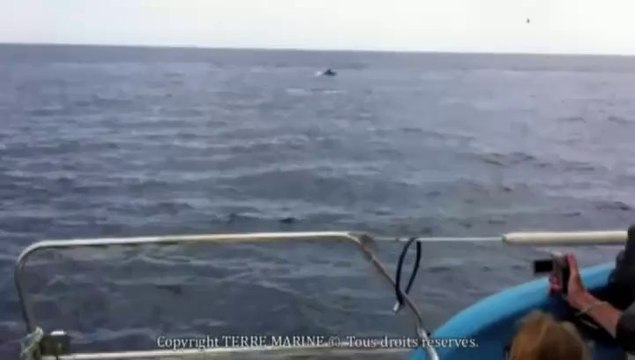 CAP d'AGDE - 2014 - Rencontre de grands dauphins le 1er août avec TERRE MARINE