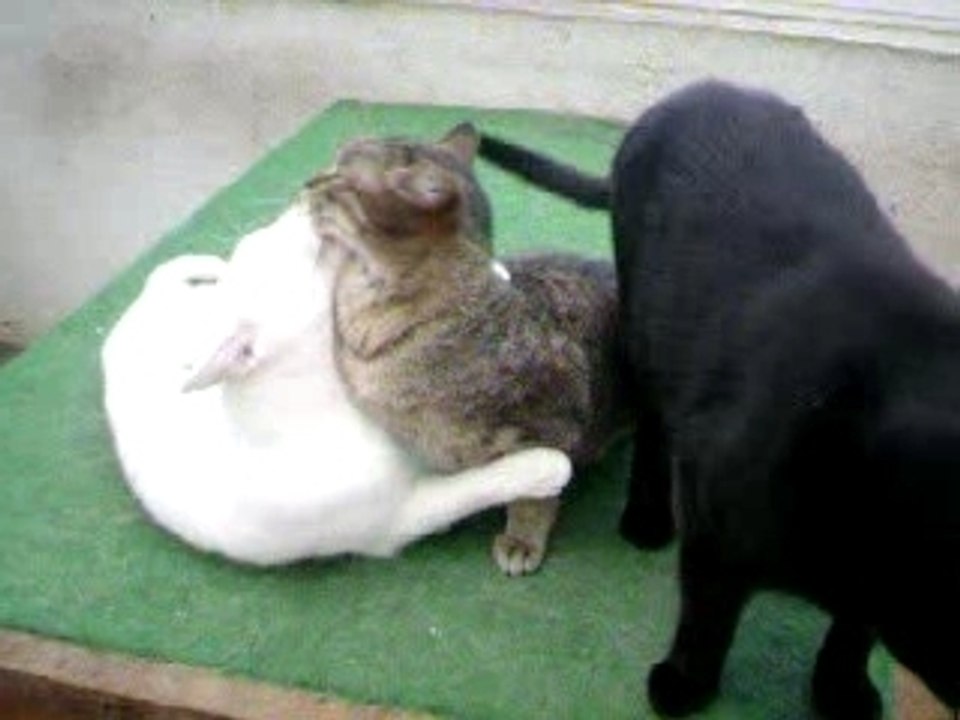 Les mamaours