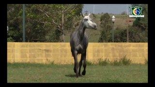 Cavalo Lusitano - Evita IGS - Coudelaria Lusobrasileira