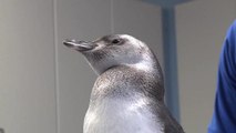 Penguin Chick Is First Ever Conceived via Artificial Insemination