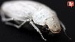 Super White Beetle Holds Secret To Whiter Paper And Computer Screens?