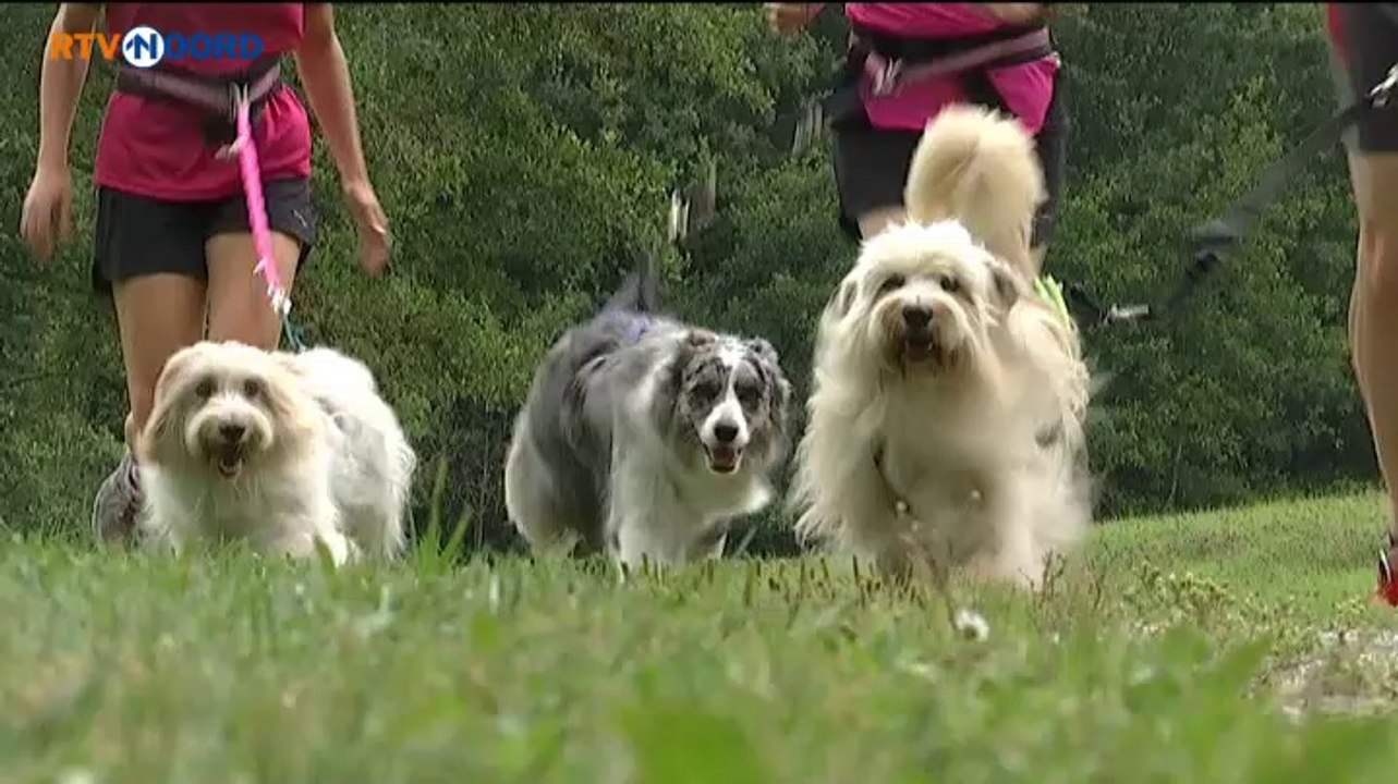 Canicrossen ook in Groningen steeds populairder - RTV Noord