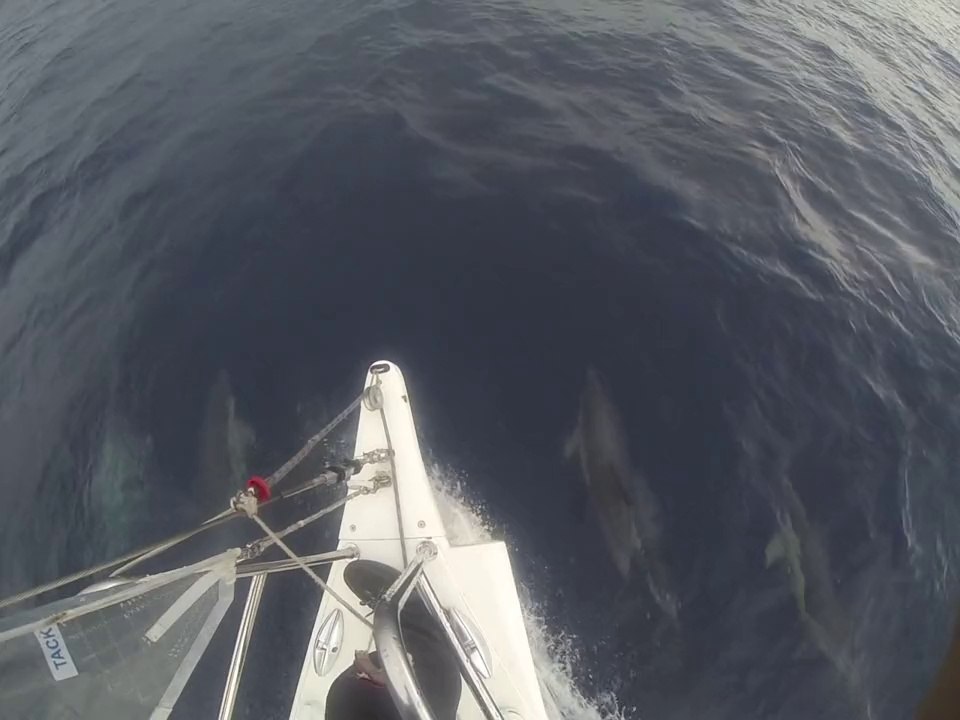 Dauphins à l'étrave, le 28 juillet 2014 à 08h02