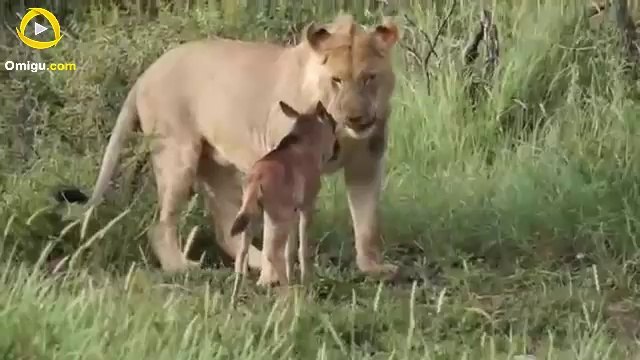 Lion saves a baby calf from another lion attack.