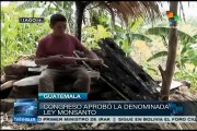 Guatemala: indígenas rechazan polémica Ley que privatizaría semillas