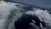 Couple's Amazing Close Encounter with Surfing Killer Whales in Boat Wake