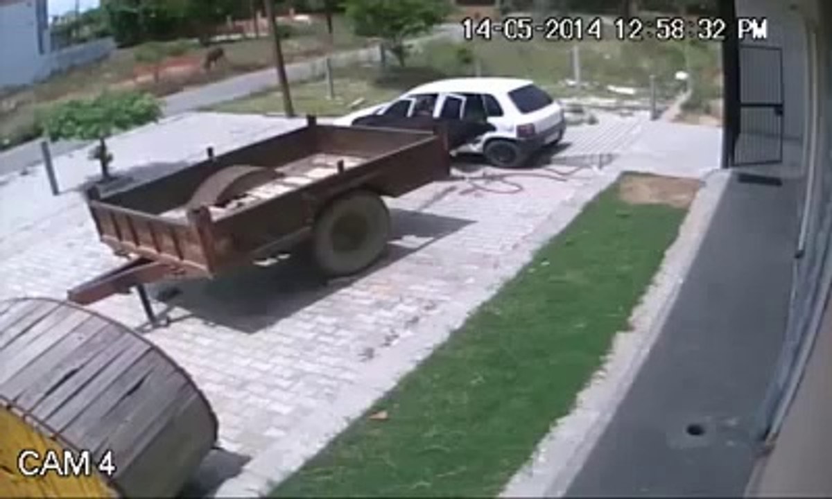 un automobiliste et son ami volent une vache