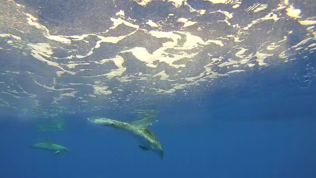 Madeira Dolphin Whale underwater snorkel watching