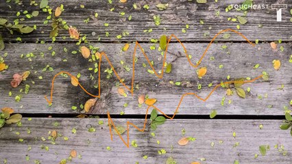 Test / Dailymotion 2