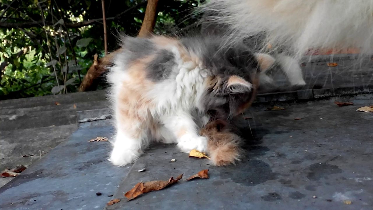 Kitty
