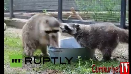 Çamaşır yıkayan rakunlar