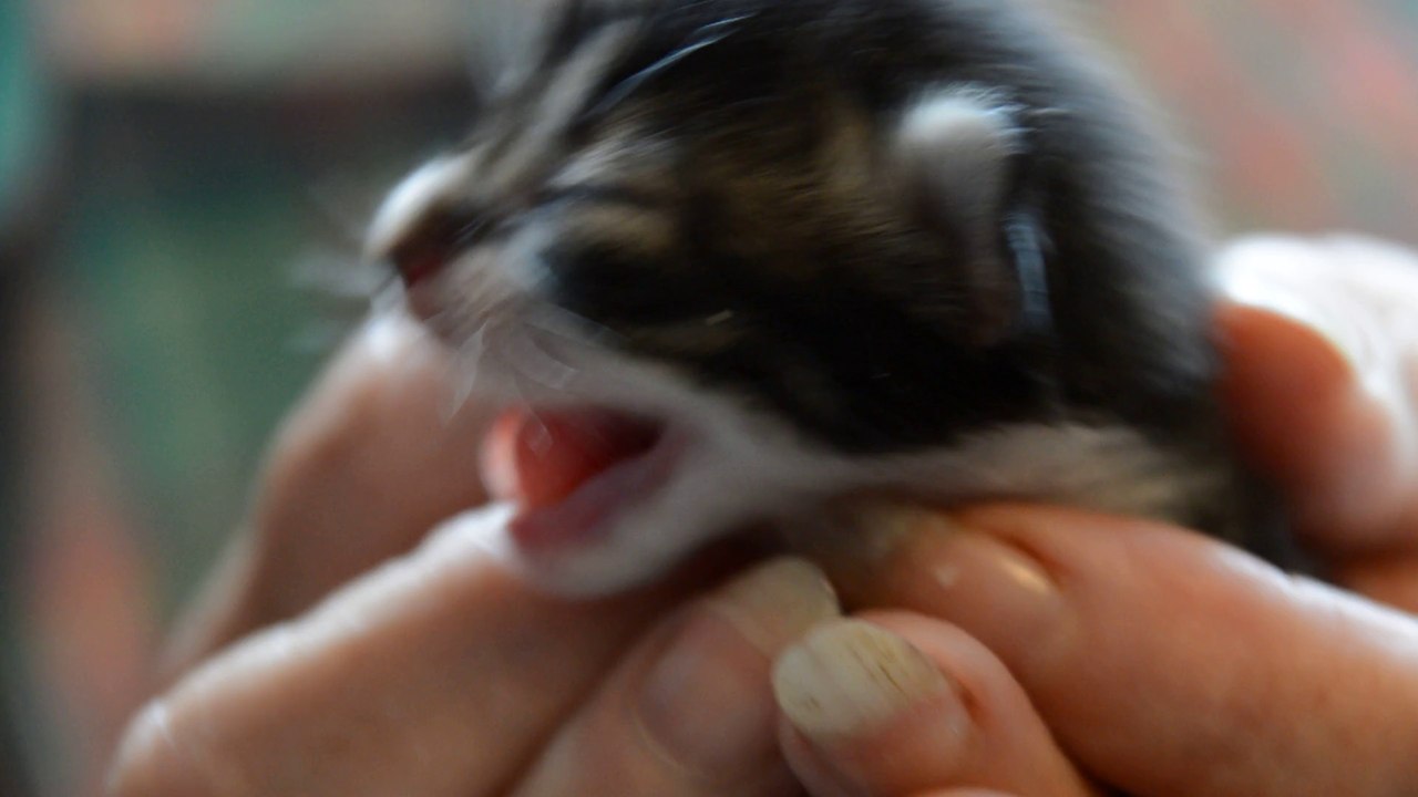 Chatons Harmonie 4 jours vid1