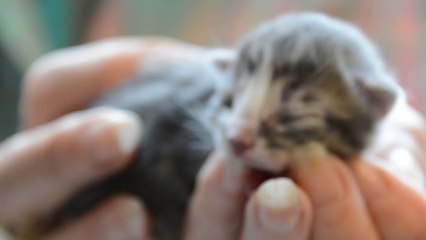 Chatons Harmonie 4 jours vid2