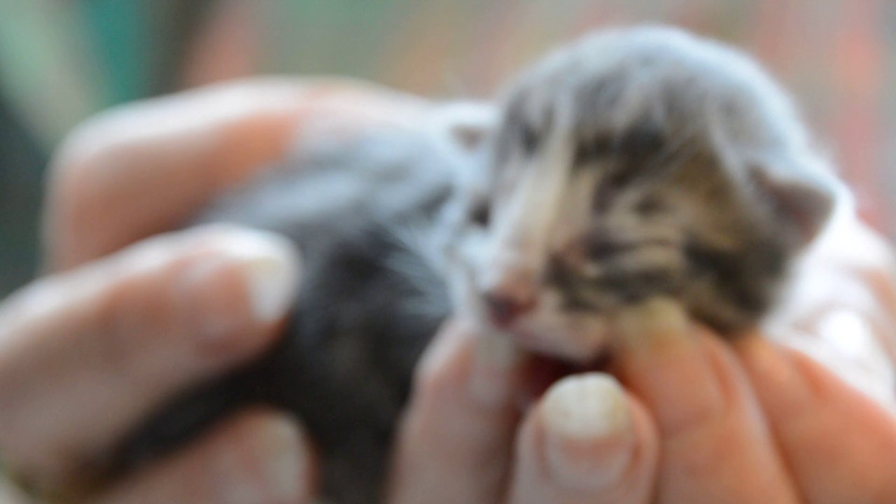 Chatons Harmonie 4 jours vid2