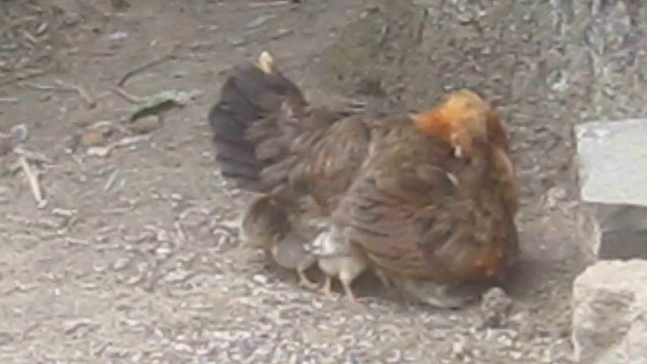 poule de Guédelon