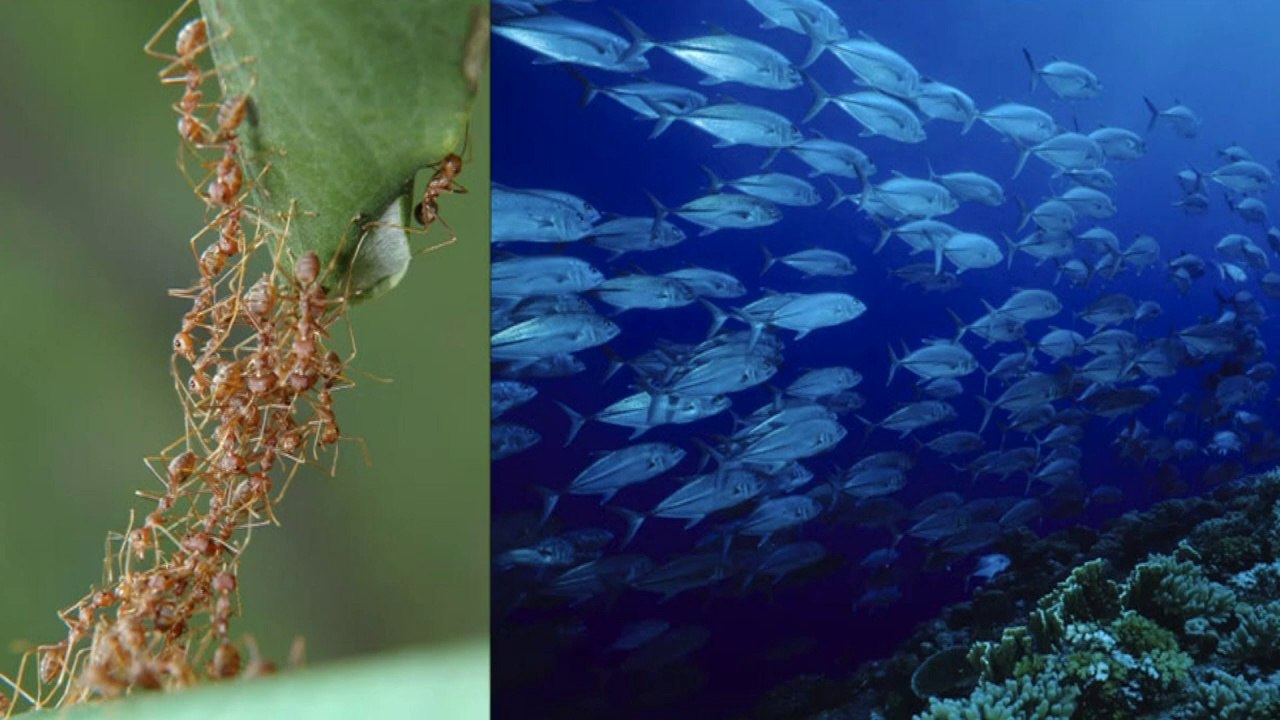 "flashmob-roboter" schwärmen selbst in formation